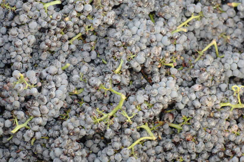 无人,横图,俯视,室外,特写,白天,葡萄,水果,一堆,许多,收成,堆叠,堆积,新鲜,生食,食品,果实,很多,食物,紫色,有机食品,绿色食品,收获,堆,劳绩,山葫芦,蒲桃,草龙珠,彩图,高角度拍摄