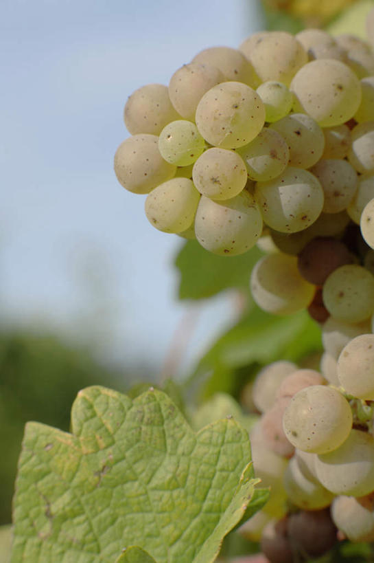 无人,果园,竖图,室外,特写,白天,正面,美景,田园,葡萄,水果,叶子,吊挂,悬挂,阴影,朦胧,模糊,新鲜,光线,影子,景观,生食,食品,果实,绿叶,挂,葡萄园,食物,蓝色,紫色,蓝天,天空,阳光,自然,庄园,天,嫩叶,景色,有机食品,绿色食品,晴朗,自然风光,万里无云,叶,叶片,晴空,晴空万里,山葫芦,蒲桃,草龙珠,彩图