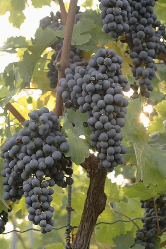 无人,果园,竖图,室外,特写,白天,正面,美景,田园,葡萄,水果,叶子,吊挂,悬挂,阴影,朦胧,模糊,新鲜,光线,影子,景观,生食,食品,果实,绿叶,挂,葡萄园,食物,紫色,阳光,自然,庄园,嫩叶,景色,有机食品,绿色食品,自然风光,叶,叶片,山葫芦,蒲桃,草龙珠,彩图