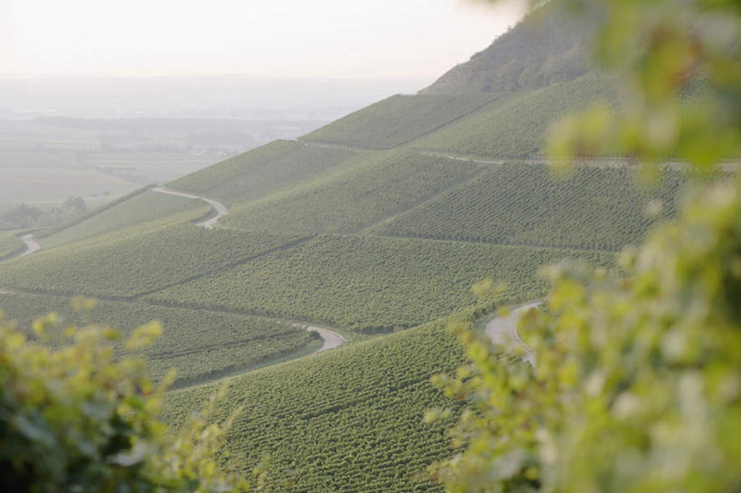 无人,果园,横图,俯视,室外,白天,旅游,度假,美景,山,山脉,田园,葡萄,水果,叶子,德国,欧洲,阴影,新鲜,光线,影子,景观,山峰,生食,食品,果实,绿叶,山峦,娱乐,葡萄园,食物,阳光,自然,庄园,群山,享受,休闲,嫩叶,景色,放松,有机食品,绿色食品,西欧,自然风光,德意志联邦共和国,叶,叶片,山葫芦,蒲桃,草龙珠,彩图,高角度拍摄