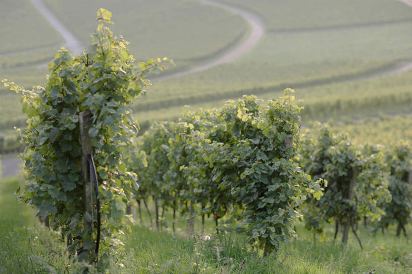 无人,果园,横图,室外,白天,正面,旅游,度假,美景,山,山脉,田园,葡萄,水果,叶子,德国,欧洲,阴影,新鲜,光线,影子,景观,山峰,生食,食品,果实,绿叶,山峦,娱乐,葡萄园,食物,阳光,自然,庄园,群山,享受,休闲,嫩叶,景色,放松,有机食品,绿色食品,西欧,自然风光,德意志联邦共和国,叶,叶片,山葫芦,蒲桃,草龙珠,彩图