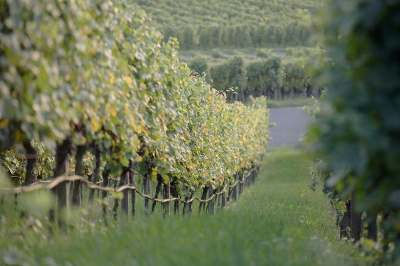 无人,果园,横图,室外,白天,正面,旅游,度假,美景,山,山脉,田园,葡萄,水果,叶子,德国,欧洲,阴影,新鲜,光线,影子,景观,山峰,生食,食品,果实,绿叶,山峦,娱乐,葡萄园,食物,阳光,自然,庄园,群山,享受,休闲,嫩叶,景色,放松,有机食品,绿色食品,西欧,自然风光,德意志联邦共和国,叶,叶片,山葫芦,蒲桃,草龙珠,彩图