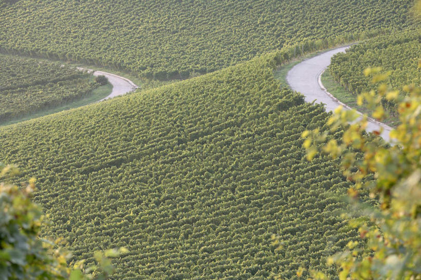 无人,果园,横图,俯视,室外,白天,旅游,度假,美景,山,山脉,田园,葡萄,水果,叶子,德国,欧洲,阴影,新鲜,光线,影子,景观,山峰,生食,食品,果实,绿叶,山峦,娱乐,葡萄园,食物,阳光,自然,庄园,群山,享受,休闲,嫩叶,景色,放松,有机食品,绿色食品,西欧,自然风光,德意志联邦共和国,叶,叶片,山葫芦,蒲桃,草龙珠,彩图,高角度拍摄