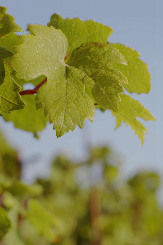 无人,果园,竖图,室外,特写,白天,正面,美景,田园,葡萄,水果,叶子,吊挂,悬挂,阴影,朦胧,模糊,新鲜,光线,影子,景观,生食,食品,果实,绿叶,挂,葡萄园,食物,蓝色,紫色,蓝天,天空,阳光,自然,庄园,天,嫩叶,景色,有机食品,绿色食品,晴朗,自然风光,万里无云,叶,叶片,晴空,晴空万里,山葫芦,蒲桃,草龙珠,彩图