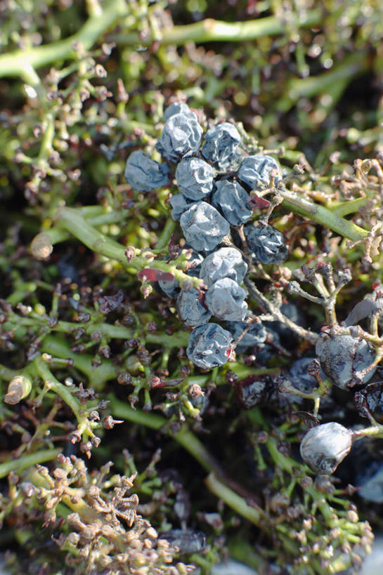 无人,果园,竖图,室外,特写,白天,正面,美景,田园,葡萄,水果,叶子,吊挂,悬挂,阴影,朦胧,模糊,新鲜,光线,影子,景观,生食,食品,果实,绿叶,挂,葡萄园,食物,紫色,阳光,自然,庄园,嫩叶,景色,有机食品,绿色食品,自然风光,叶,叶片,山葫芦,蒲桃,草龙珠,彩图