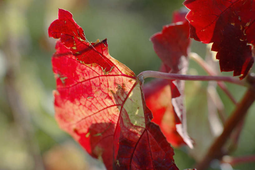 无人,果园,横图,室外,特写,白天,正面,美景,田园,葡萄,水果,叶子,阴影,朦胧,模糊,新鲜,光线,影子,景观,生食,食品,果实,枯叶,落叶,葡萄园,食物,阳光,自然,庄园,景色,有机食品,绿色食品,自然风光,叶,叶片,山葫芦,蒲桃,草龙珠,彩图