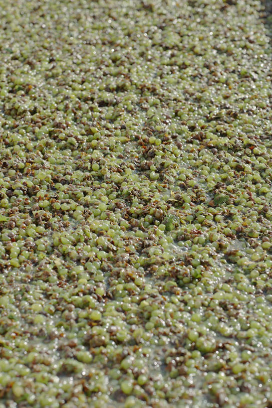 无人,竖图,俯视,室外,特写,白天,葡萄,水果,一堆,许多,收成,堆叠,堆积,新鲜,生食,食品,果实,很多,食物,绿色,有机食品,绿色食品,收获,堆,劳绩,山葫芦,蒲桃,草龙珠,彩图,高角度拍摄