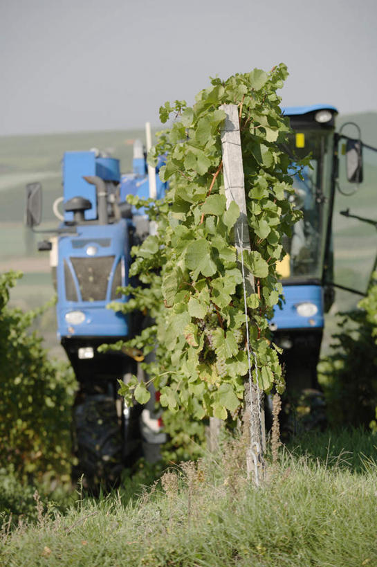 无人,果园,竖图,室外,白天,正面,旅游,度假,美景,山,山脉,田园,卡车,汽车,葡萄,水果,叶子,德国,欧洲,一辆,阴影,朦胧,模糊,新鲜,光线,影子,景观,山峰,生食,食品,果实,绿叶,山峦,娱乐,葡萄园,车,食物,蓝色,阳光,自然,庄园,交通工具,群山,享受,休闲,嫩叶,景色,放松,有机食品,绿色食品,西欧,自然风光,载具,德意志联邦共和国,叶,叶片,山葫芦,蒲桃,草龙珠,彩图