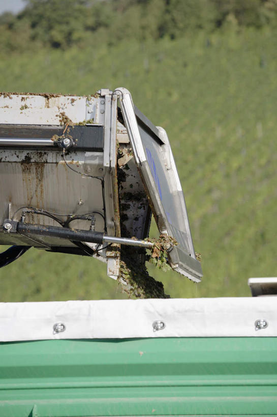 无人,果园,竖图,俯视,室外,白天,旅游,度假,美景,山,山脉,田园,葡萄,水果,叶子,德国,欧洲,阴影,朦胧,模糊,新鲜,光线,影子,景观,山峰,生食,食品,果实,绿叶,山峦,娱乐,葡萄园,食物,阳光,自然,庄园,群山,享受,休闲,嫩叶,景色,放松,有机食品,绿色食品,西欧,自然风光,德意志联邦共和国,叶,叶片,山葫芦,蒲桃,草龙珠,彩图,高角度拍摄