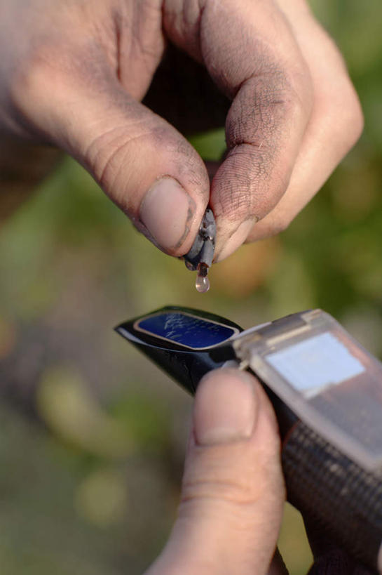 西方人,手,一个人,科学家,站,竖图,俯视,室外,特写,白天,仪器,葡萄,水果,欧洲,欧洲人,双手,仅一个男性,仅一个人,握,检查,朦胧,模糊,新鲜,分析,科学,生食,食品,果实,拿,拿着,食物,仅一个年轻男性,观察,站着,手部,探索,握着,有机食品,绿色食品,观看,关注,科学研究者,折射率,折射计,男人,男性,年轻男性,白种人,科学工作者,山葫芦,蒲桃,草龙珠,站立,半身,彩图,高角度拍摄