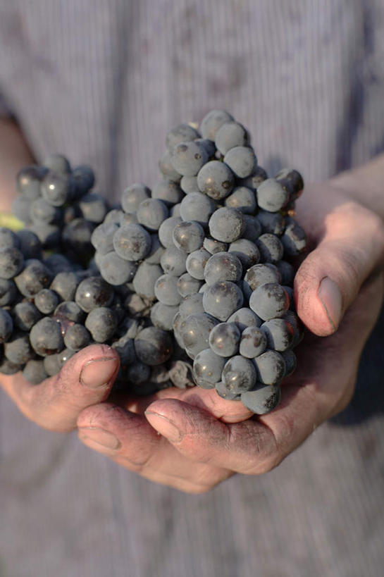 西方人,手,一个人,科学家,站,捧,竖图,俯视,室外,特写,白天,葡萄,水果,欧洲,欧洲人,双手,仅一个男性,仅一个人,服装,朦胧,模糊,新鲜,生食,食品,果实,食物,仅一个年轻男性,衣服,站着,手部,服饰,有机食品,绿色食品,衣着,穿着,科学研究者,衣饰,男人,男性,年轻男性,白种人,科学工作者,山葫芦,蒲桃,草龙珠,端,端着,捧着,手捧,站立,半身,彩图,高角度拍摄