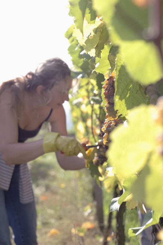 西方人,一个人,果园,站,竖图,室外,白天,正面,旅游,度假,美景,田园,葡萄,水果,叶子,德国,欧洲,欧洲人,仅一个女性,仅一个人,一排,弯腰,阴影,服装,朦胧,模糊,新鲜,整齐,光线,影子,景观,生食,食品,果实,绿叶,注视,娱乐,葡萄园,食物,排列,衣服,阳光,自然,庄园,观察,看,站着,仅一个中年女性,享受,休闲,嫩叶,景色,放松,服饰,有机食品,绿色食品,观看,察看,衣着,西欧,穿着,队列,关注,自然风光,德意志联邦共和国,弯身,衣饰,女人,女性,中年女性,白种人,叶,叶片,山葫芦,蒲桃,草龙珠,站立,半身,彩图