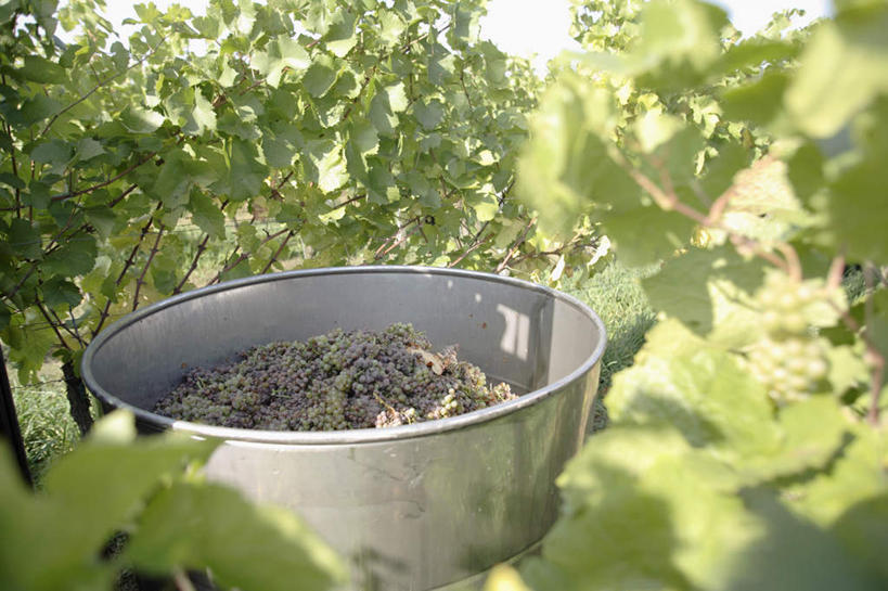 无人,果园,横图,室外,白天,正面,美景,田园,葡萄,水果,叶子,一堆,许多,阴影,堆叠,堆积,朦胧,模糊,新鲜,光线,罐子,影子,景观,生食,食品,果实,绿叶,很多,葡萄园,食物,阳光,自然,容器,庄园,嫩叶,景色,有机食品,绿色食品,储藏,堆,储存,自然风光,叶,叶片,山葫芦,蒲桃,草龙珠,彩图,贮存