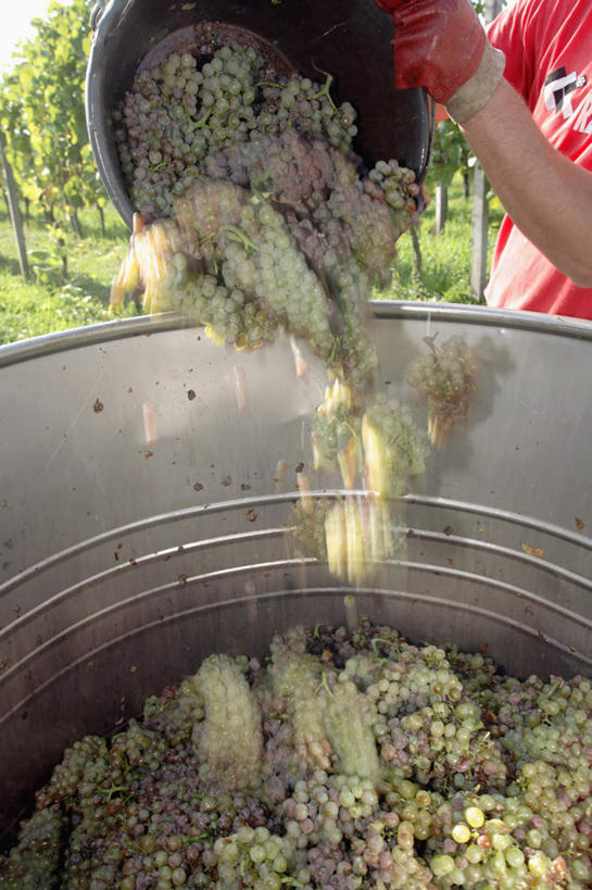 西方人,一个人,果园,站,竖图,室外,白天,正面,美景,田园,葡萄,水果,叶子,欧洲,欧洲人,仅一个男性,仅一个人,仅一个中年男性,一堆,许多,握,阴影,堆叠,堆积,服装,朦胧,模糊,新鲜,光线,罐子,影子,景观,生食,食品,果实,绿叶,很多,拿,拿着,葡萄园,食物,衣服,阳光,自然,容器,庄园,站着,嫩叶,景色,握着,服饰,有机食品,绿色食品,储藏,堆,衣着,储存,穿着,自然风光,衣饰,男人,男性,中年男性,白种人,叶,叶片,山葫芦,蒲桃,草龙珠,站立,半身,彩图,贮存