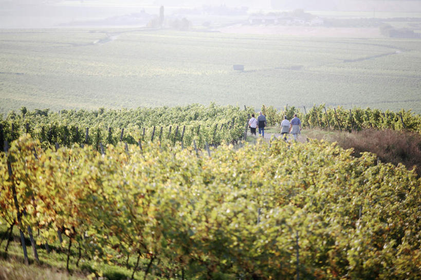 无人,果园,横图,俯视,室外,白天,旅游,度假,美景,山,山脉,田园,葡萄,水果,叶子,德国,欧洲,阴影,新鲜,光线,影子,景观,山峰,生食,食品,果实,绿叶,山峦,娱乐,葡萄园,食物,阳光,自然,庄园,群山,享受,休闲,嫩叶,景色,放松,有机食品,绿色食品,西欧,自然风光,德意志联邦共和国,叶,叶片,山葫芦,蒲桃,草龙珠,彩图,高角度拍摄