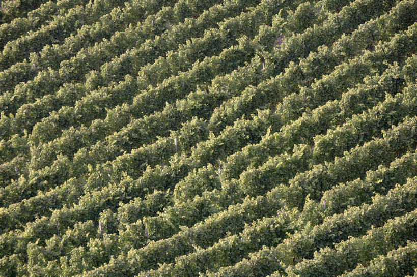 无人,果园,横图,俯视,航拍,室外,白天,旅游,度假,美景,山,山脉,田园,葡萄,水果,叶子,德国,欧洲,一排,阴影,新鲜,整齐,光线,影子,景观,山峰,生食,食品,果实,绿叶,山峦,娱乐,葡萄园,食物,排列,阳光,自然,庄园,群山,享受,休闲,嫩叶,景色,放松,有机食品,绿色食品,西欧,鸟瞰,队列,自然风光,德意志联邦共和国,叶,叶片,山葫芦,蒲桃,草龙珠,彩图,高角度拍摄