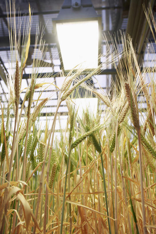 无人,农田,竖图,室内,白天,仰视,庄稼,农作物,小麦,照明,阴影,光线,影子,灯光,谷物,温室,顶灯,灯,灯具,麦子,照亮,照明设备,彩图,低角度拍摄,耕地,庄稼田