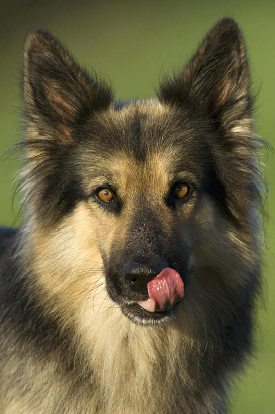 头,无人,站,竖图,室外,特写,白天,正面,草地,草坪,植物,宠物,狗,朦胧,模糊,注视,草,一只,绿色,动物,观察,看,站着,可爱,舔,牧羊犬,观看,察看,德国牧羊犬,关注,忠诚,德国狼犬,黑背,头部,犬,站立,半身,彩图