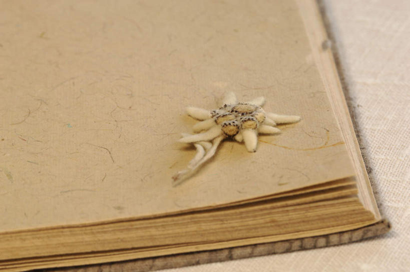 无人,横图,俯视,室内,特写,白天,看书,阅读,友谊,静物,书籍,学习,盛开,花蕾,花,花瓣,花朵,鲜花,书本,花苞,花蕊,看,读书,浏览,荣誉,勇敢,火绒草,雪绒花,薄雪草,老头草,书,图书,彩图,高角度拍摄