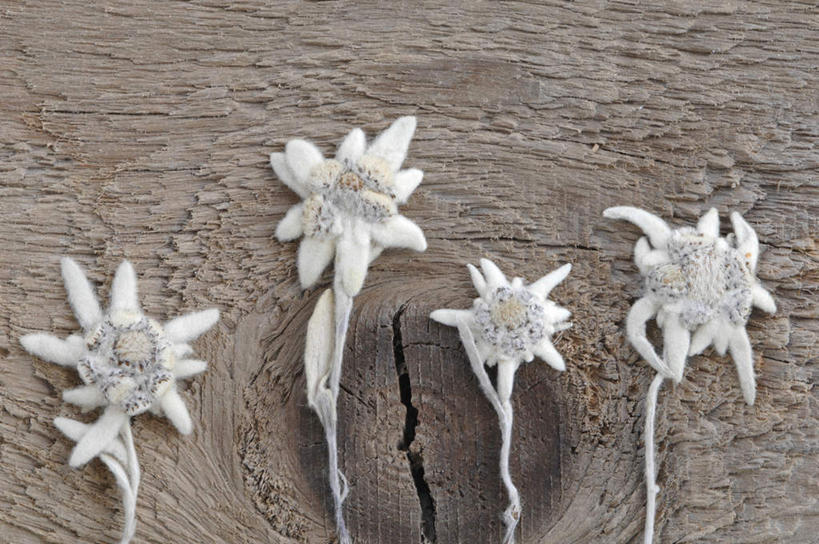 无人,横图,俯视,室内,特写,白天,友谊,静物,四朵,一排,枯萎,整齐,盛开,花蕾,花,花瓣,花朵,鲜花,排列,花苞,花蕊,死亡,队列,荣誉,勇敢,火绒草,雪绒花,薄雪草,老头草,枯败,彩图,高角度拍摄