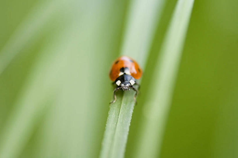 无人,站,横图,俯视,室外,特写,白天,草地,美景,植物,瓢虫,朦胧,模糊,昆虫,斑点,景观,注视,草,一只,绿色,自然,动物,观察,看,站着,景色,观看,察看,关注,自然风光,益虫,七星瓢虫,花大姐,站立,彩图,高角度拍摄,全身