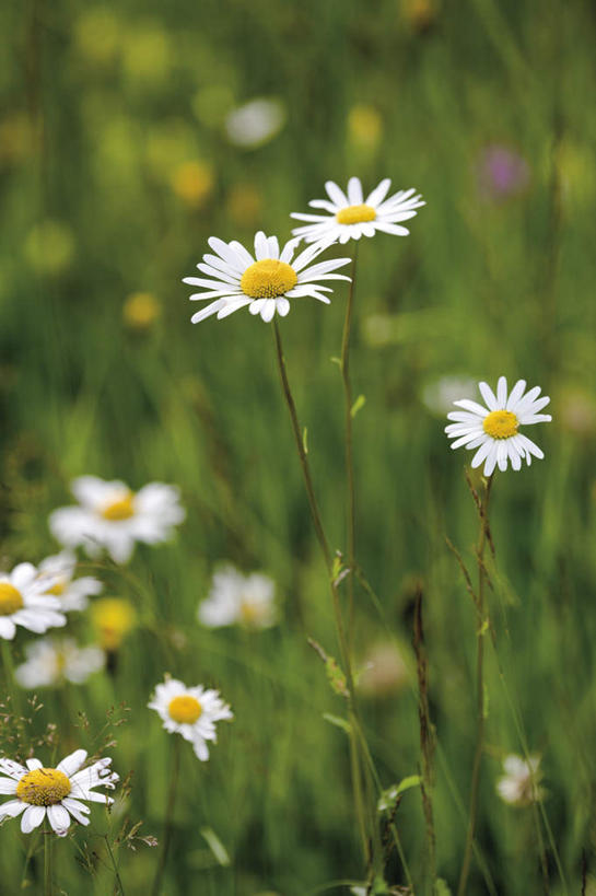 无人,竖图,室外,特写,白天,正面,爱情,花海,花圃,美景,植物,叶子,朦胧,模糊,盛开,景观,茼蒿菊,花蕾,花,花瓣,花朵,花卉,鲜花,绿色,自然,花丛,花束,花田,花苞,花蕊,菊花,景色,吉祥,自然风光,高洁,长寿,蓬蒿菊,怀恋,清净,真情,寿客,秋菊,木春菊,木茼蒿,彩图