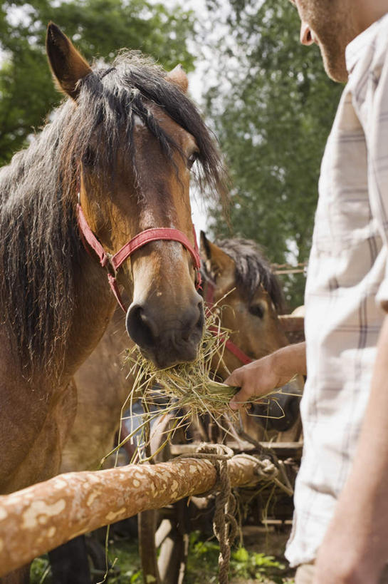 西方人,一个人,农民,栏杆,站,吃,竖图,室外,白天,侧面,植物,野生动物,欧洲,欧洲人,仅一个男性,仅一个人,握,服装,围栏,拿,拿着,注视,休闲装,护栏,草,树,树木,仅一个年轻男性,衣服,绿色,自然,动物,观察,看,站着,休闲,休闲服,可爱,喂,握着,服饰,活泼,生长,成长,观看,栏,察看,关注,男人,男性,年轻男性,白种人,佃农,农场主,农夫,农工,乡下人,小农,庄稼人,嚼,食,站立,半身,彩图