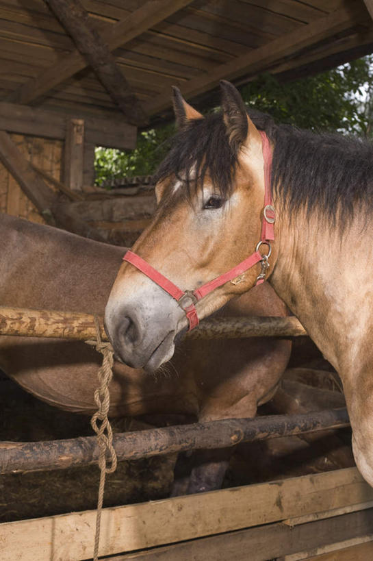 无人,木屋,栏杆,站,竖图,室外,白天,侧面,植物,马,野生动物,栅栏,围栏,注视,护栏,树,树木,绿色,自然,动物,观察,看,站着,运输,牲畜,生长,成长,观看,察看,两匹,关注,站立,半身,彩图,茅舍,茅屋,棚屋,小木屋,小屋