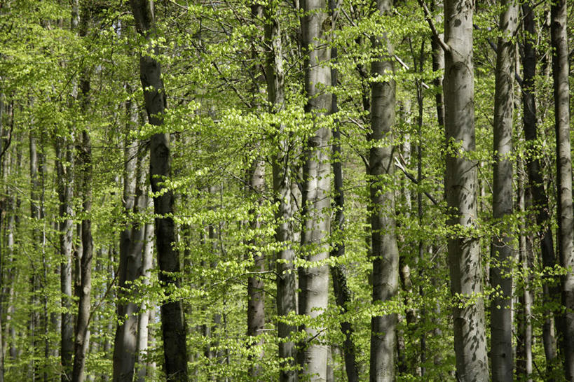 无人,横图,室外,白天,正面,旅游,度假,美景,森林,树林,植物,景观,娱乐,树,树木,绿色,自然,享受,休闲,景色,放松,生长,成长,自然风光,榉树,大叶榉,红榉树,白榉,大叶榉树,彩图