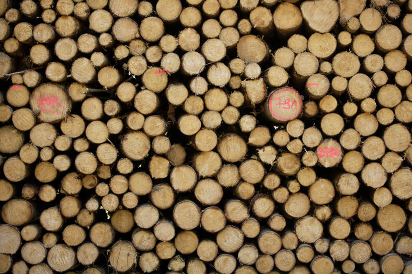 无人,横图,室外,白天,正面,一堆,许多,堆叠,堆积,树桩,很多,树,树干,木桩,堆,彩图