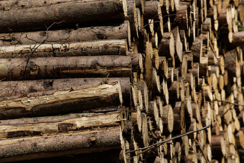 无人,横图,室外,白天,正面,一堆,许多,堆叠,堆积,树桩,很多,树,树干,木桩,堆,彩图