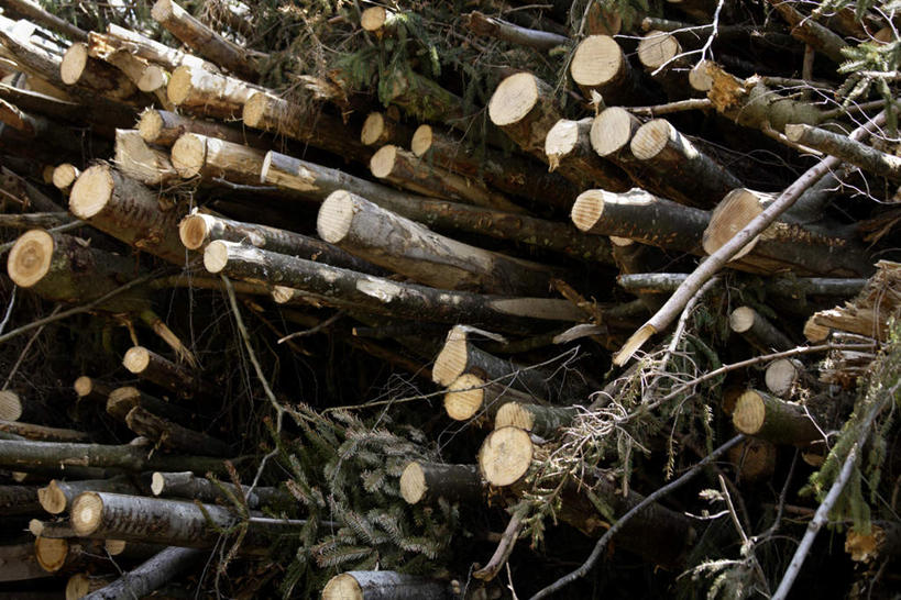 无人,横图,室外,白天,正面,一堆,许多,堆叠,堆积,树桩,很多,树,树干,木桩,堆,彩图