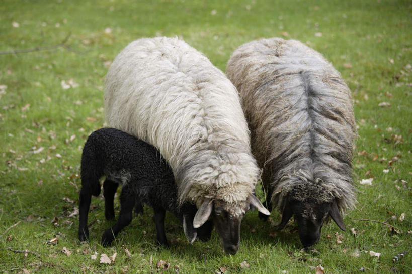 无人,农场,站,吃,横图,室外,白天,正面,旅游,度假,畜牧业,牧场,草地,草坪,美景,植物,野生动物,羊,德国,欧洲,三只,景观,注视,娱乐,草,绿色,白色,黑色,自然,动物,低头,观察,看,站着,享受,休闲,景色,放松,可爱,活泼,观看,察看,西欧,关注,自然风光,大角羊,畜牧,德意志联邦共和国,牧业,巴伐利亚,巴伐利亚州,拜恩州,拜恩自由州,盘角羊,盘羊,嚼,食,站立,彩图,全身