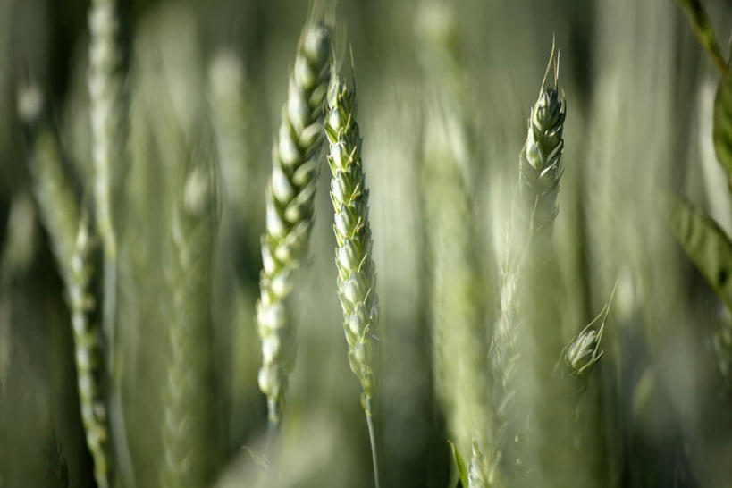 无人,农田,横图,俯视,室外,特写,白天,庄稼,农作物,小麦,美景,朦胧,模糊,景观,谷物,自然,景色,麦子,自然风光,彩图,高角度拍摄,耕地,庄稼田