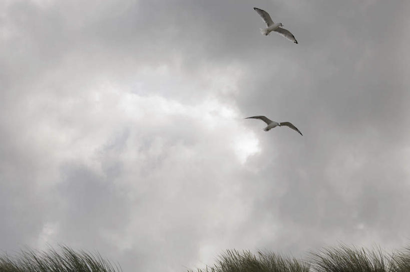 无人,伸展双臂,横图,室外,白天,仰视,旅游,度假,草地,草坪,美景,植物,海鸟,海鸥,鸟,德国,欧洲,飞翔,飞行,鸟类,景观,乌云,云,阴天,云朵,翱翔,云彩,娱乐,飞,草,绿色,天空,自然,天,两只,享受,休闲,景色,放松,昏暗,阴沉,西欧,自然风光,德意志联邦共和国,石荷州,石勒苏益格.荷尔斯泰因,石勒苏益格.荷尔斯泰因州,敞开双臂,伸开双臂,展开双肩,张开手臂,张开双臂,彩图,低角度拍摄,全身