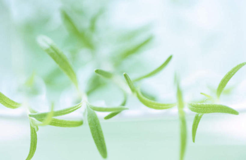 无人,横图,俯视,室内,特写,白天,水,叶子,朦胧,模糊,漂浮,液体,陶瓷,水滴,绿叶,陶瓷制品,容器,碗,嫩叶,储藏,迷迭香,储存,海洋之露,叶,叶片,彩图,高角度拍摄,贮存