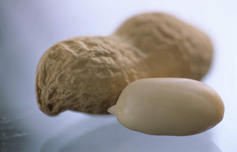 无人,横图,室内,特写,白天,正面,花生,朦胧,模糊,坚果,果实,果壳,两个,干果,摄影,影棚,花生米,花生豆,彩图,影棚拍摄,拍摄