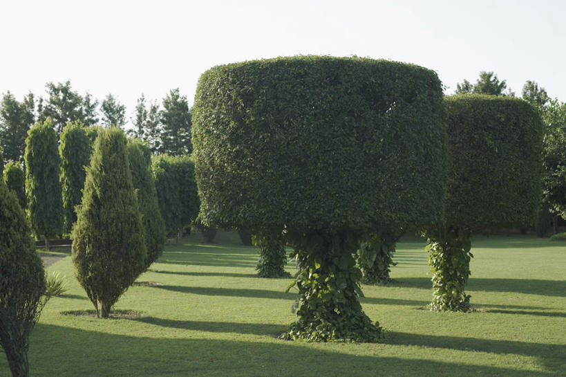 无人,横图,室外,白天,正面,草地,草坪,美景,植物,阴影,环保,光线,影子,景观,防护,草,树,树木,蓝色,绿色,蓝天,天空,阳光,自然,天,景色,生长,晴朗,成长,美好,美妙,自然风光,间隔,万里无云,美观,雅观,绿篱,生篱,树篱,植篱,晴空,晴空万里,彩图