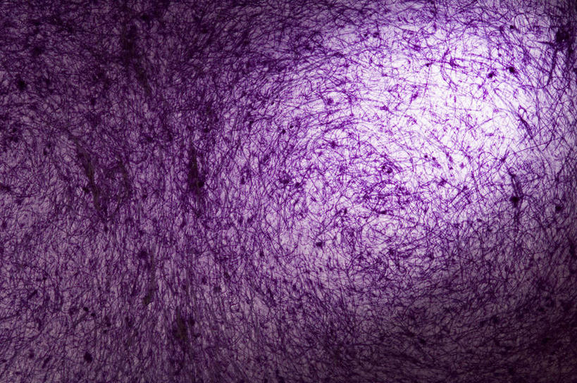 无人,横图,室内,特写,白天,正面,神秘,静物,阴影,花纹,反射,纹路,图案,纹理,影子,圈,紫色,优美,庄重,高贵,消极,肌理,冷色,孤寂,彩图,奢华