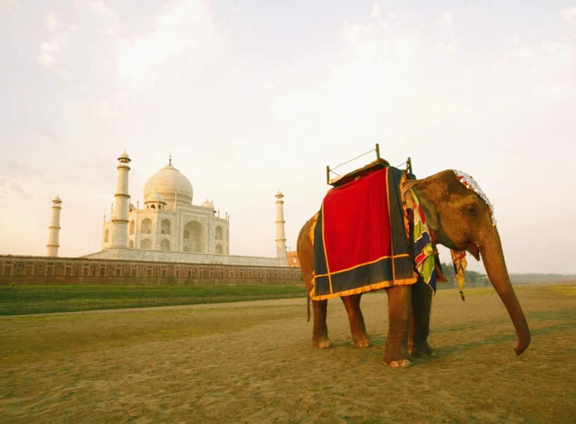 无人,横图,室外,白天,侧面,旅游,度假,草地,草坪,名胜古迹,植物,地标,大象,野生动物,泰姬陵,印度,亚洲,一头,遗迹,古迹,文物,娱乐,古建筑,草,绿色,蓝天,天空,动物,天,享受,休闲,旅游胜地,放松,可爱,活泼,陵墓,南亚,古文明,世界文化遗产,泰姬.马哈尔陵,伊斯兰建筑,泰姬玛哈,世界七大奇迹,彩图,全身,标志性建筑
