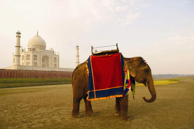 无人,横图,室外,白天,侧面,旅游,度假,草地,草坪,名胜古迹,植物,地标,大象,野生动物,泰姬陵,印度,亚洲,遗迹,古迹,文物,娱乐,古建筑,草,绿色,蓝天,天空,动物,天,享受,休闲,旅游胜地,放松,可爱,活泼,陵墓,南亚,古文明,世界文化遗产,泰姬.马哈尔陵,伊斯兰建筑,泰姬玛哈,世界七大奇迹,彩图,全身,标志性建筑