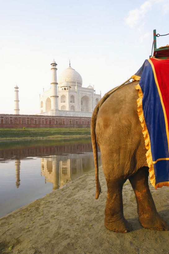 无人,竖图,室外,白天,侧面,旅游,度假,草地,草坪,名胜古迹,植物,地标,大象,野生动物,泰姬陵,印度,亚洲,遗迹,古迹,文物,娱乐,古建筑,草,绿色,蓝天,天空,动物,天,享受,休闲,旅游胜地,放松,可爱,活泼,陵墓,南亚,古文明,世界文化遗产,泰姬.马哈尔陵,伊斯兰建筑,泰姬玛哈,世界七大奇迹,半身,彩图,标志性建筑