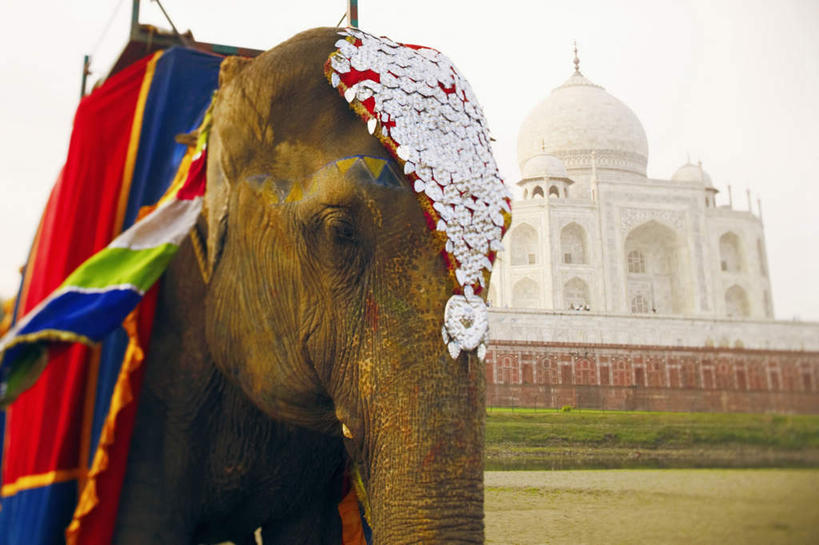 无人,站,横图,室外,白天,仰视,旅游,度假,草地,草坪,名胜古迹,植物,地标,大象,野生动物,泰姬陵,印度,亚洲,一头,遗迹,注视,古迹,文物,娱乐,古建筑,草,绿色,倒影,蓝天,天空,动物,天,观察,看,站着,享受,休闲,旅游胜地,放松,可爱,活泼,观看,察看,陵墓,关注,南亚,古文明,世界文化遗产,泰姬.马哈尔陵,伊斯兰建筑,泰姬玛哈,世界七大奇迹,站立,半身,彩图,低角度拍摄,标志性建筑