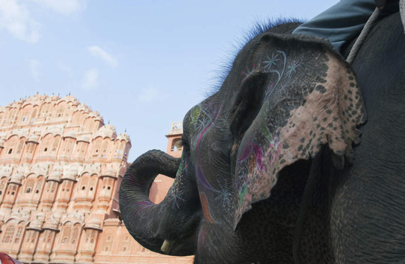 头,无人,站,横图,室外,特写,白天,仰视,旅游,度假,名胜古迹,窗户,标志建筑,地标,建筑,哺乳动物,大象,野生动物,印度,亚洲,一排,一头,许多,阴影,遗迹,整齐,光线,影子,柱子,墙,云,云朵,云彩,注视,古迹,文物,娱乐,建设,古建筑,墙壁,墙面,排列,红色,蓝色,白云,蓝天,天空,阳光,动物,天,观察,看,站着,享受,休闲,旅游胜地,放松,晴朗,观看,察看,队列,关注,南亚,古文明,首府,拉贾斯坦邦,拉贾斯坦,印度共和国,风宫,红粉之城,斋普尔,风之宫殿,头部,晴空,象,站立,半身,彩图,低角度拍摄