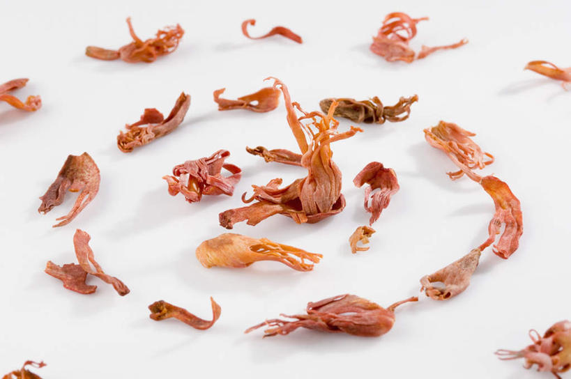 无人,横图,俯视,室内,特写,白天,白色背景,植物,许多,干燥,香料,草药,药草,晒干,调味料,中药,排列,摄影,影棚,肉豆蔻,药材,中草药,肉蔻,肉果,玉果,中药材,本草,摆列,消食,彩图,高角度拍摄,影棚拍摄,拍摄,布列,分列