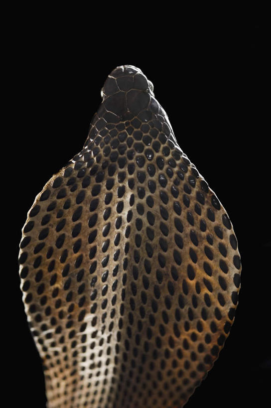 头,无人,竖图,室内,特写,白天,野生动物,一条,黑色背景,蛇,纹理,背面,动物,摄影,活泼,影棚,凶猛,爬行类,眼镜蛇,头部,半身,彩图,影棚拍摄,拍摄