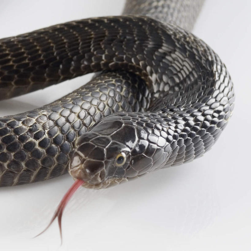 头,无人,方图,俯视,室内,特写,白天,白色背景,野生动物,一条,蛇,纹理,注视,动物,观察,看,吐舌,摄影,活泼,影棚,观看,察看,关注,凶猛,爬行类,眼镜蛇,头部,半身,彩图,高角度拍摄,影棚拍摄,拍摄