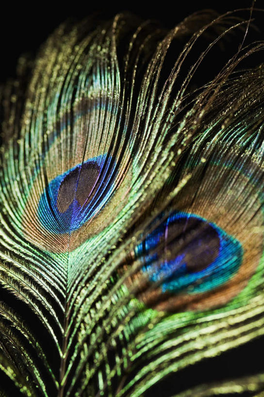 无人,竖图,室内,特写,白天,正面,孔雀,静物,羽毛,阴影,黑色背景,轻盈,柔软,装饰,反射,影子,美丽,摄影,影棚,华丽,修饰,吉祥,点缀,华贵,善良,轻柔,衬托,美观,雅致,雅观,越鸟,百鸟之王,彩图,影棚拍摄,拍摄