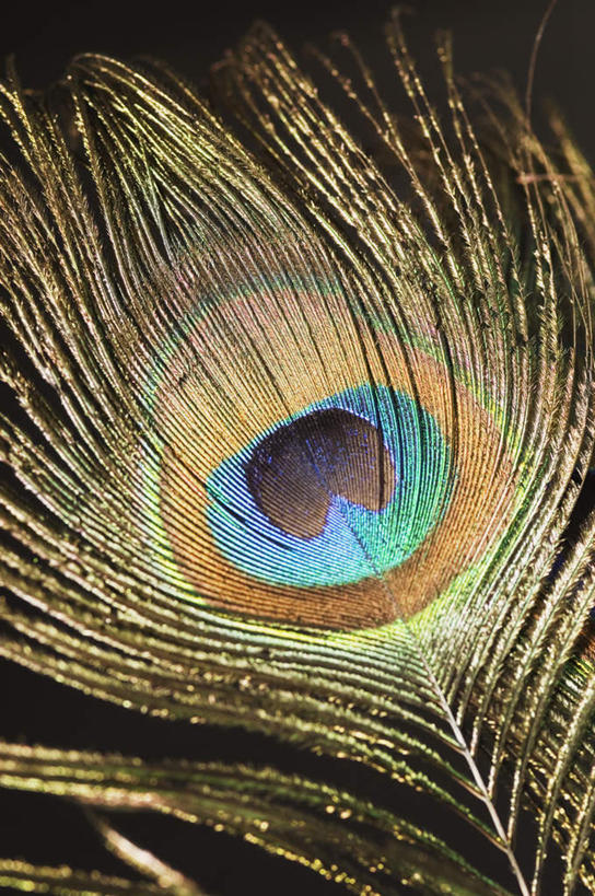 无人,竖图,室内,特写,白天,正面,孔雀,静物,羽毛,阴影,黑色背景,轻盈,柔软,装饰,反射,影子,美丽,摄影,影棚,华丽,修饰,吉祥,点缀,华贵,善良,轻柔,衬托,美观,雅致,雅观,越鸟,百鸟之王,彩图,影棚拍摄,拍摄