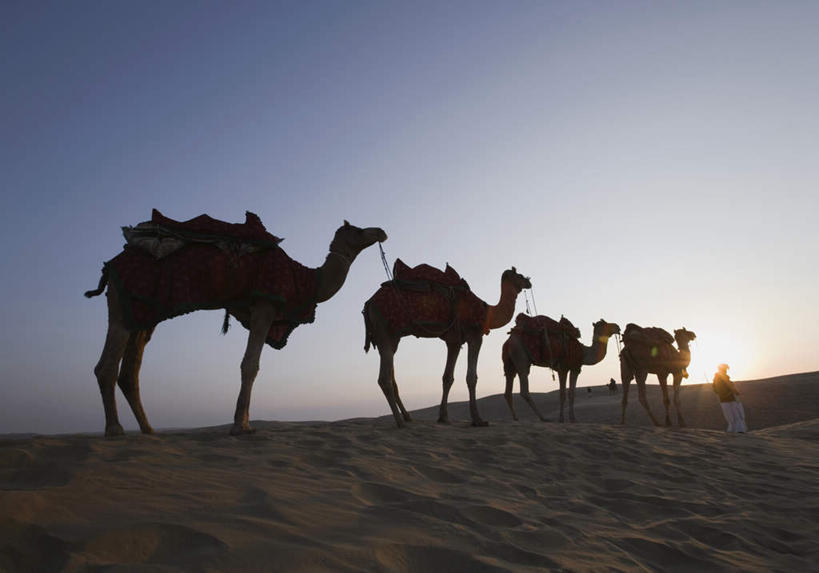 东方人,一个人,站,横图,室外,白天,正面,野生动物,印度,亚洲,仅一个男性,仅一个人,阴影,服装,光线,影子,背光,注视,休闲装,黄种人,骆驼,排列,仅一个年轻男性,衣服,蓝色,蓝天,天空,阳光,动物,天,观察,看,站着,休闲,休闲服,可爱,服饰,活泼,晴朗,观看,察看,队列,关注,南亚,逆光,万里无云,拉贾斯坦邦,拉贾斯坦,印度共和国,贾沙梅尔,男人,男性,年轻男性,亚洲人,印度人,晴空,晴空万里,站立,彩图,全身